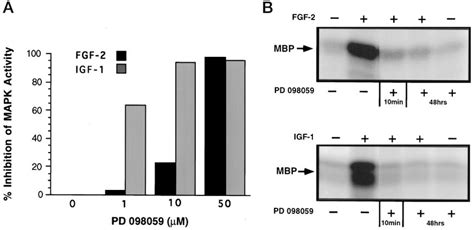 Effect Of PD 098059 On The Signal From MEK To MAPK Induced By IGF 1 Or