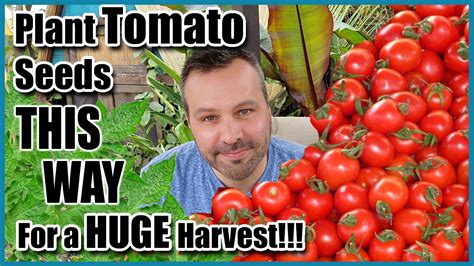 How To Plant Tomato Seeds For A Huge Harvest YouTube