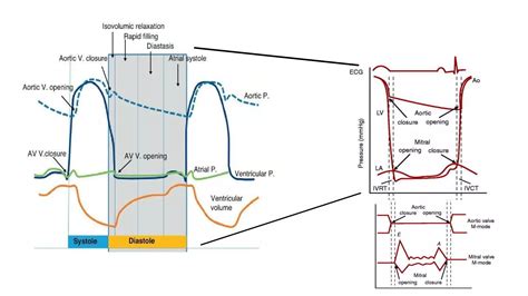 Left Ventricular Diastolic Dysfunction In Echocardiography Ppt