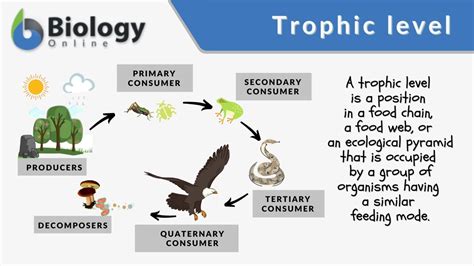 Trophic level Definition and Examples - Biology Online Dictionary