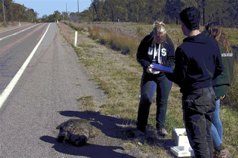 WomSAT project to begin advocating for wombat conservation after ...