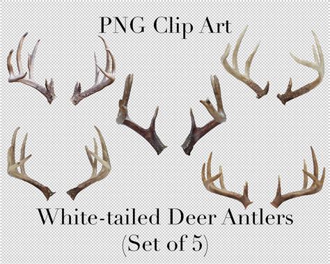 White Tailed Deer Big Buck Antlers Animal Clip Art set of 5 - Etsy