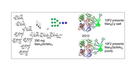 Large Scale Synthesis Of Man9GlcNAc2 High Mannose Glycan And The Effect