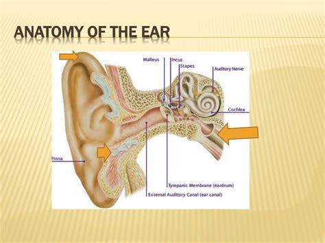 Ppt Otorhinolaryngology Disorders Of The Ear Nose And Throat