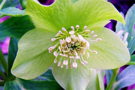 Hellebore Flower Meaning And Symbolism Serenity Or Danger