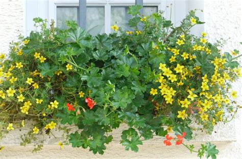 Санвиталия: выращивание из семян (+фото цветов)