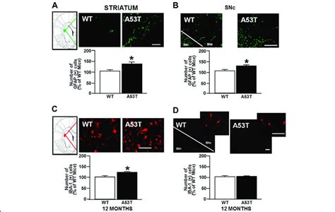 Immunoreactivity For Gfap And Iba 1 In Striatum And Substantia Nigra