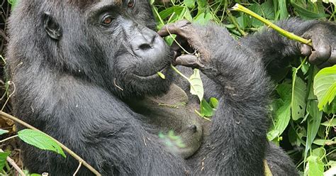 Eine Tagestour Zum Gorillatrekking In Ruanda GetYourGuide