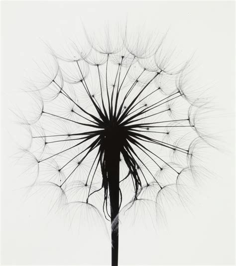 Dandelion - High Museum of Art