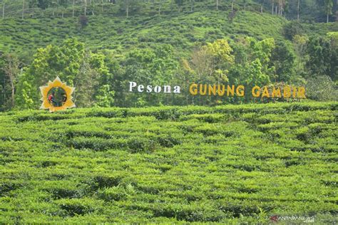 Wisata Kebun Teh Gunung Gambir Antara News Jawa Timur