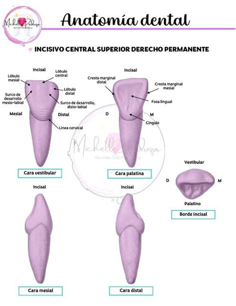 Incisivo Central Superior Permanente Michelle Pedroza UDocz