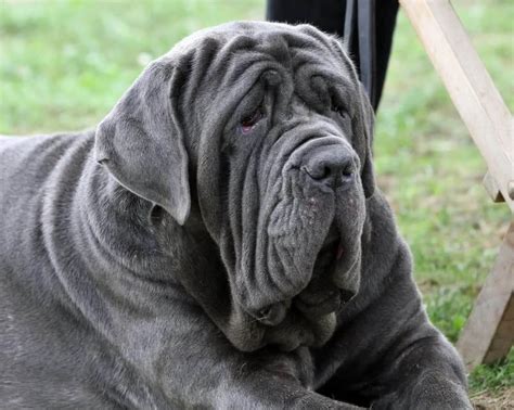 The Neapolitan Mastiff: Breed Characteristics and Dog Care