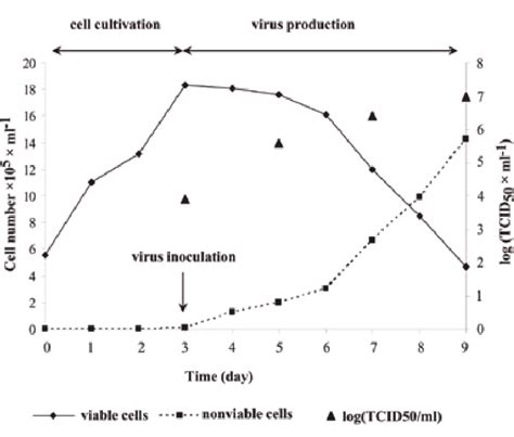 Growth Of Bhk C Cells In The Wave Bioreactor And Evolution Of