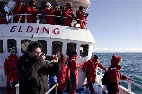 Winter Whale Watching Guide To Iceland