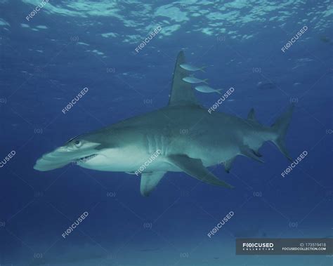 Great hammerhead shark — wildlife, motion - Stock Photo | #173519418