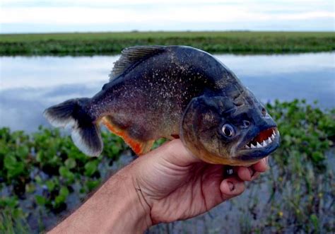 Red-bellied Piranha – "OCEAN TREASURES" Memorial Library