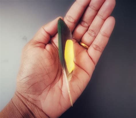 Hot Chocolate Days පයපත