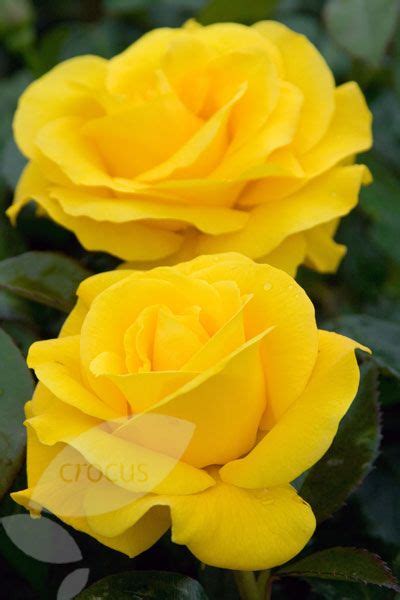 Rose Golden Wedding Floribundahybrid Tea Beautiful Rose Flowers Amazing Flowers Beautiful