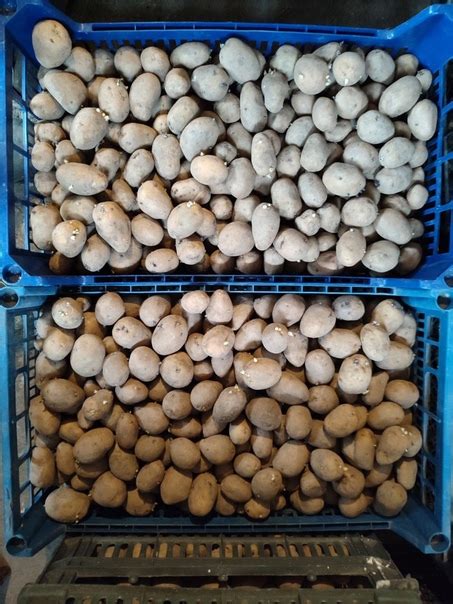 Продам домашнюю картошку лимонку Цена 20 руб за кг. Торез +79494417448 ...