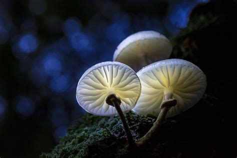 Beautiful Mushrooms Of The World