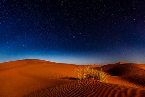 Lições de Quarenta Anos no Deserto – A OLIVEIRA NATURAL