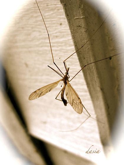 Male Mosquito Vs Crane Fly