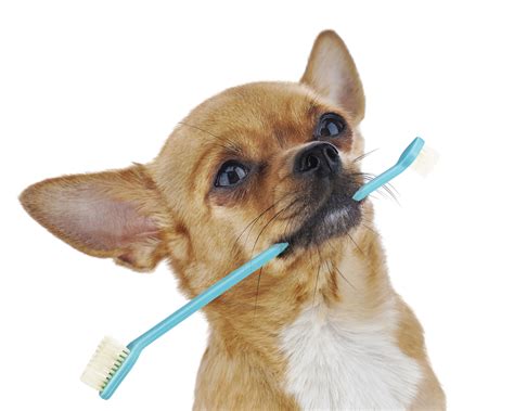 Small Dog Dental Care Tips | Dog Training Nation