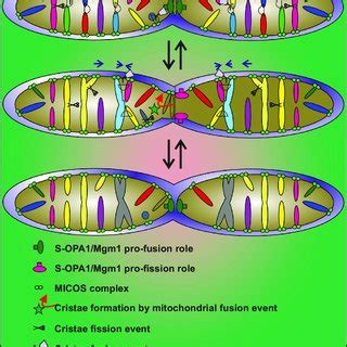 (PDF) Cristae Membrane Dynamics – A Paradigm Change