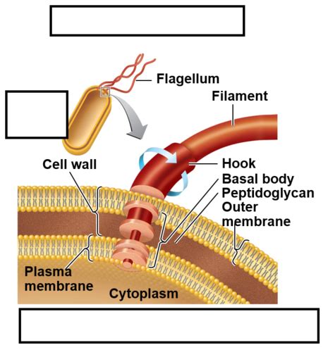 Chapter Functional Anatomy Of Prokaryotic And Eukaryotic Cells