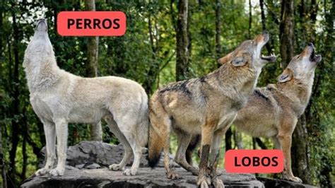 Cuál es la diferencia entre Perro y Lobo