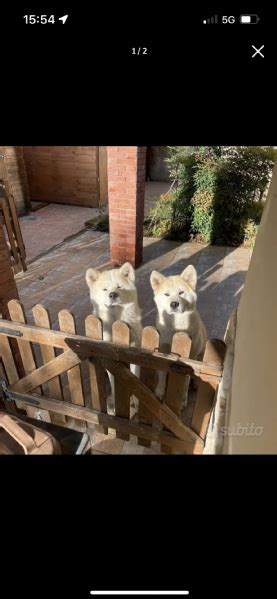 Vendita Cucciolo Akita Inu Da Privato A Otto Cuccioli Di Akita Inu