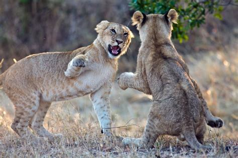 Two Lions Cubs Played in the Morning Sun Beams Stock Image - Image of ...