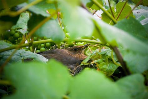 Natural Lice And Mite Prevention Using Herbs In The Nest Box Herbs