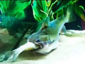 The Complete Guide to Gulper Catfish Care | Fishkeeping World