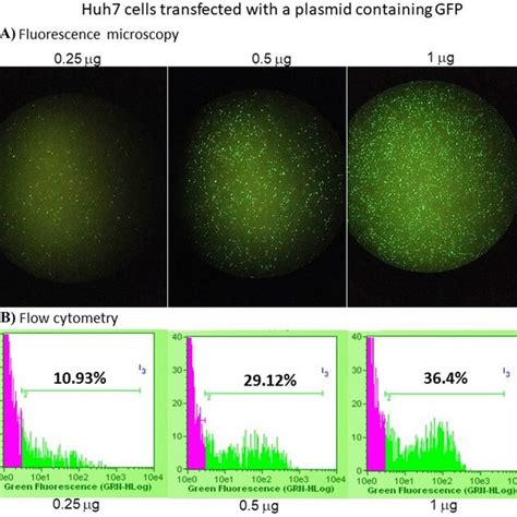 Evaluation Of Plasmid Transfection Huh7 Cells Were Transfected With