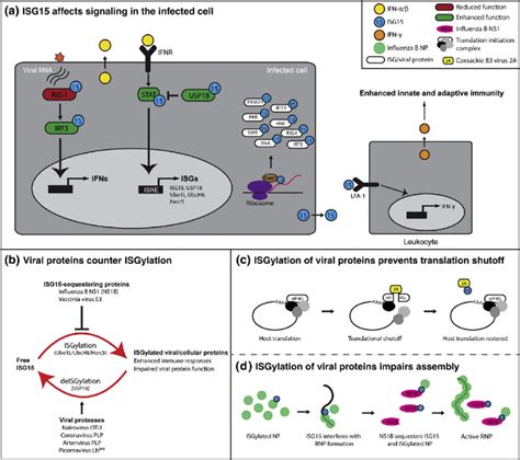 Isg15 Is Conjugated To A Wide Range Of Viral And Cellular Proteins