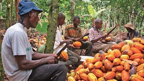 La fève de cacao durable a le vent en poupe