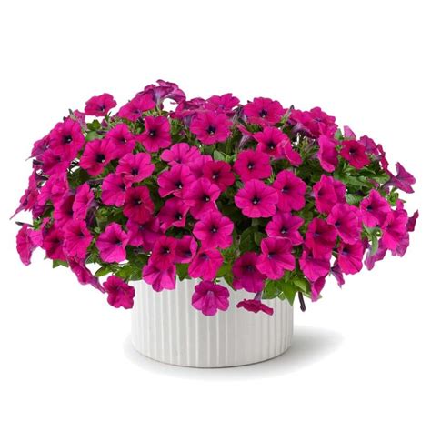 Петуния - Горшечные - Каталог - Pitomnik-Kolos.ru