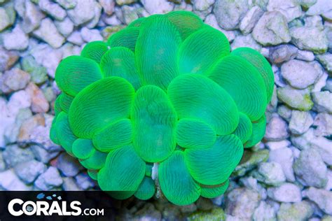 Bubble Coral – Indonesia – GREEN | Corals.com