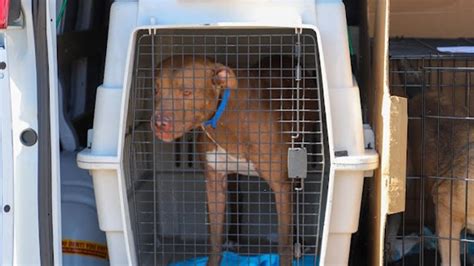 San Antonio Humane Society Welcomes More Than 100 Pets From Florida