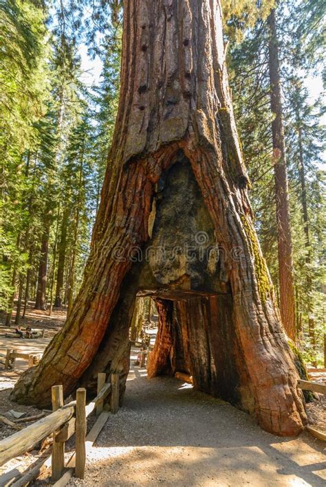 Giant Sequoia Tree in Mariposa Grove, California, USA Stock Image ...