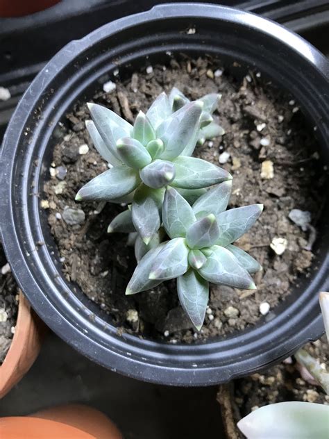 Pachyphytum Compactum Jardineria Y Plantas Suculentas Plantas