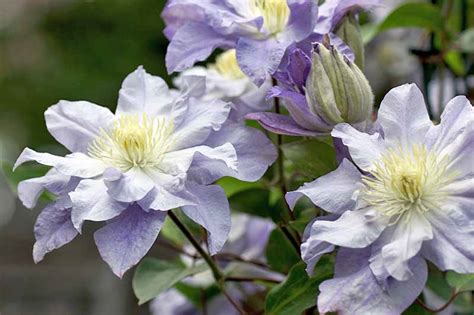 Winter Care and Protection for Clematis Plants | Gardener’s Path