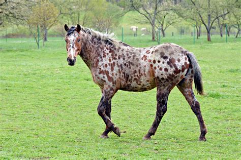 Appaloosa Ehorses Magazine