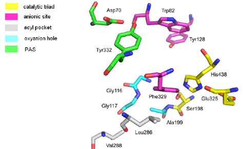 Active Site Of Butyrylcholinesterase Human Butyrylcholinesterase Download Scientific Diagram