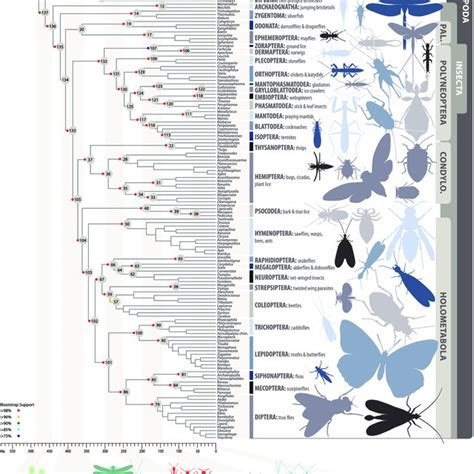 Pdf Phylogenomics Resolves The Timing And Pattern Of Insect Evolution