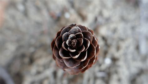 12 Golden Ratio in Plants You Can Easily See Outside - Examples