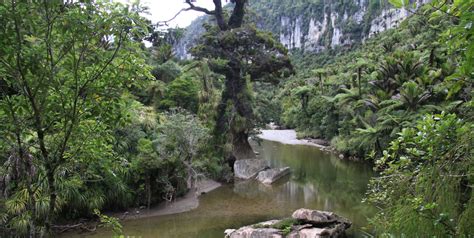 Waka Puna – River Kayaking, Sup rentals and E- bike Cruisers in Paparoa National Park, West ...