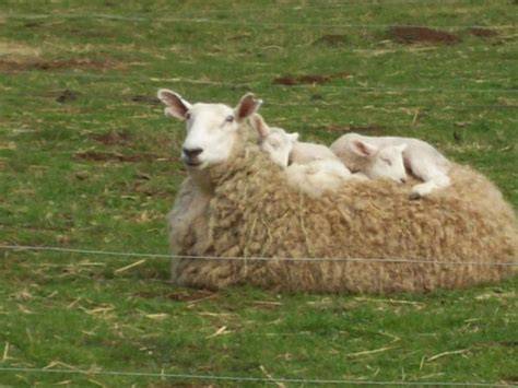 Border Leicester ewe with comfy lambs | Barnyard animals, Farm animals ...