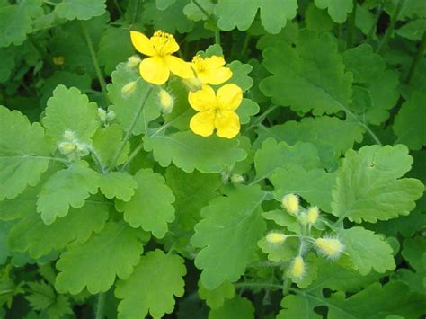 Planta Care Te Poate Scapa De Negi Gazeta De Sud